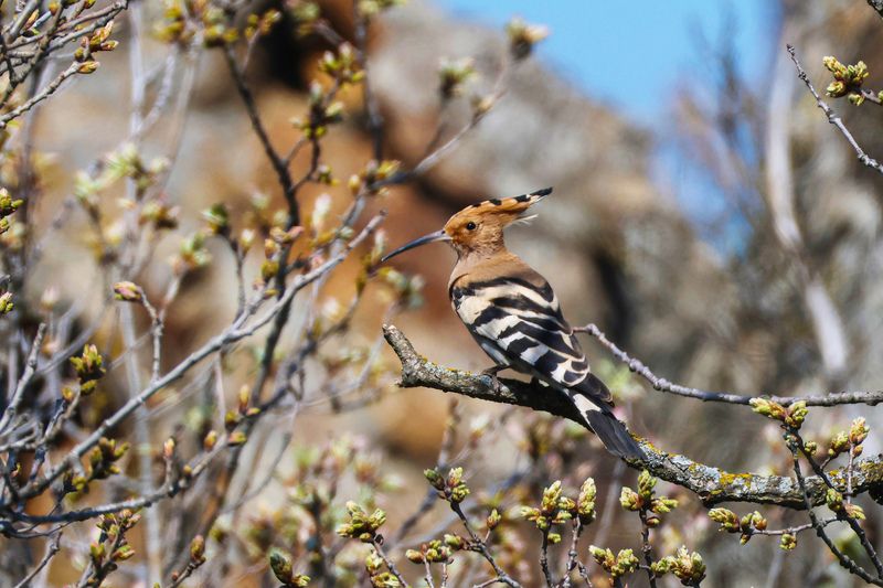 удод, гооры, дагестан Удод.. фото превью