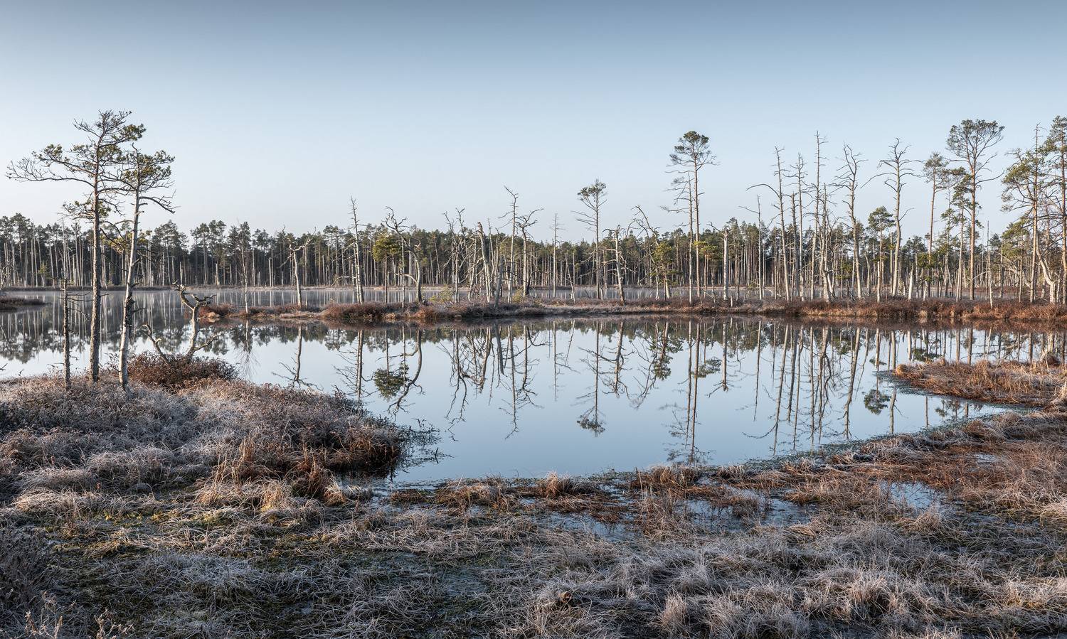 , Гордон Николай