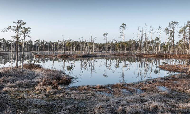 Утро на болоте фото превью