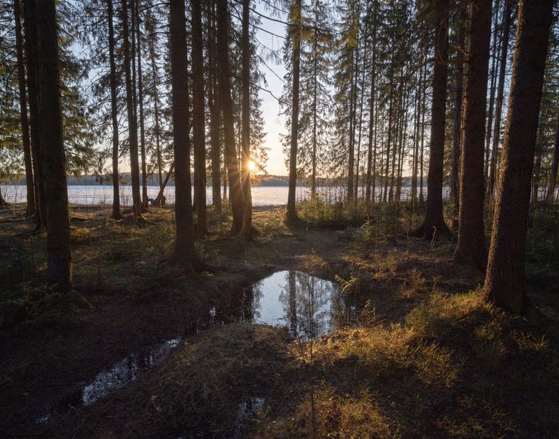 Лесная магия света⁠ фото превью