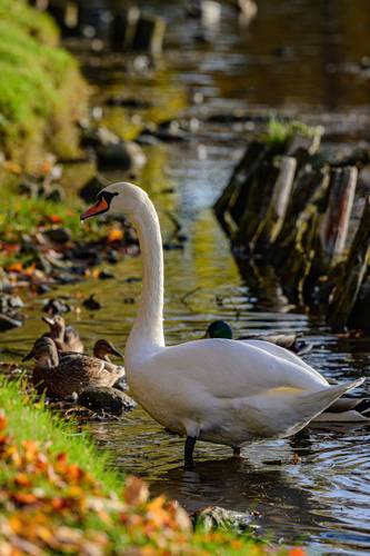 Гуси-лебеди