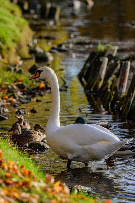 Гуси-лебеди фото превью