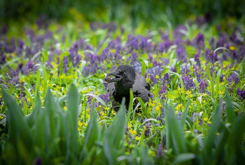 вороньи, дела, по, весне) Вороньи дела по весне) фото превью