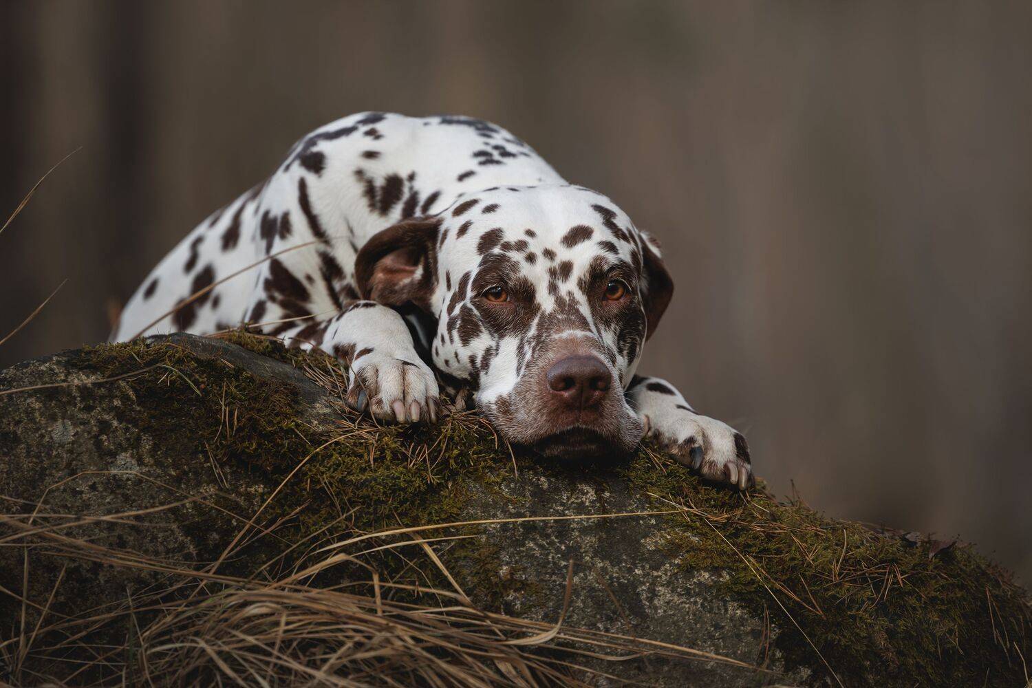 , Яна Нарбутович