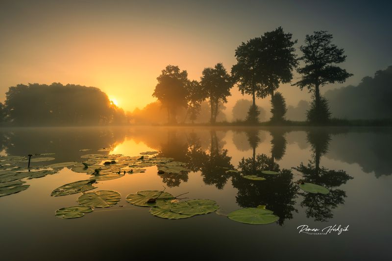 Sunrise, Poland, Dawn, Fog, Trees, Nikon, Nikon Z 7_2 Dawn. фото превью