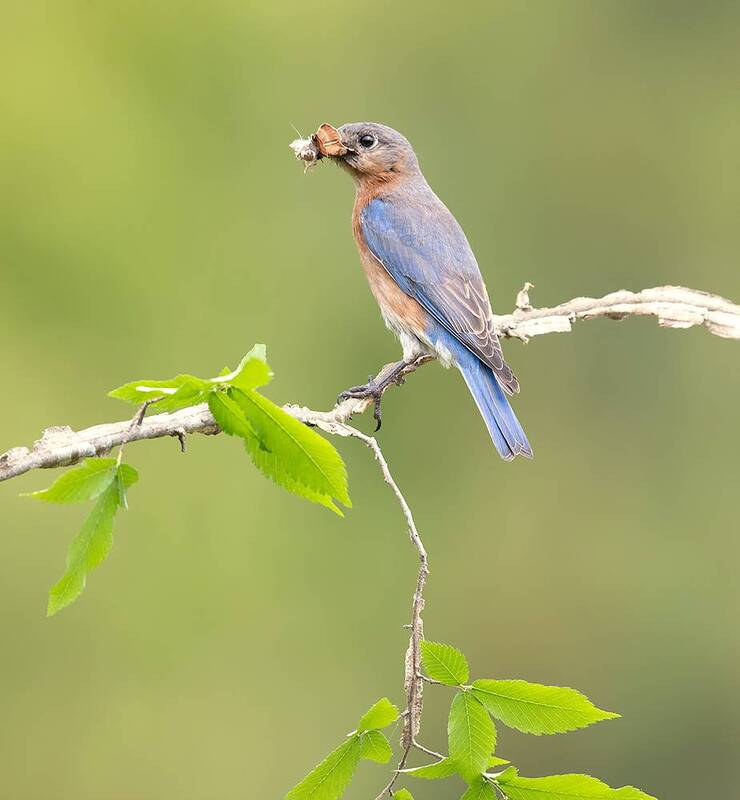 eastern bluebird, bluebird, весна, spring, willd, восточная сиалия Female Eastern Bluebird - Восточная сиалия, самка фото превью