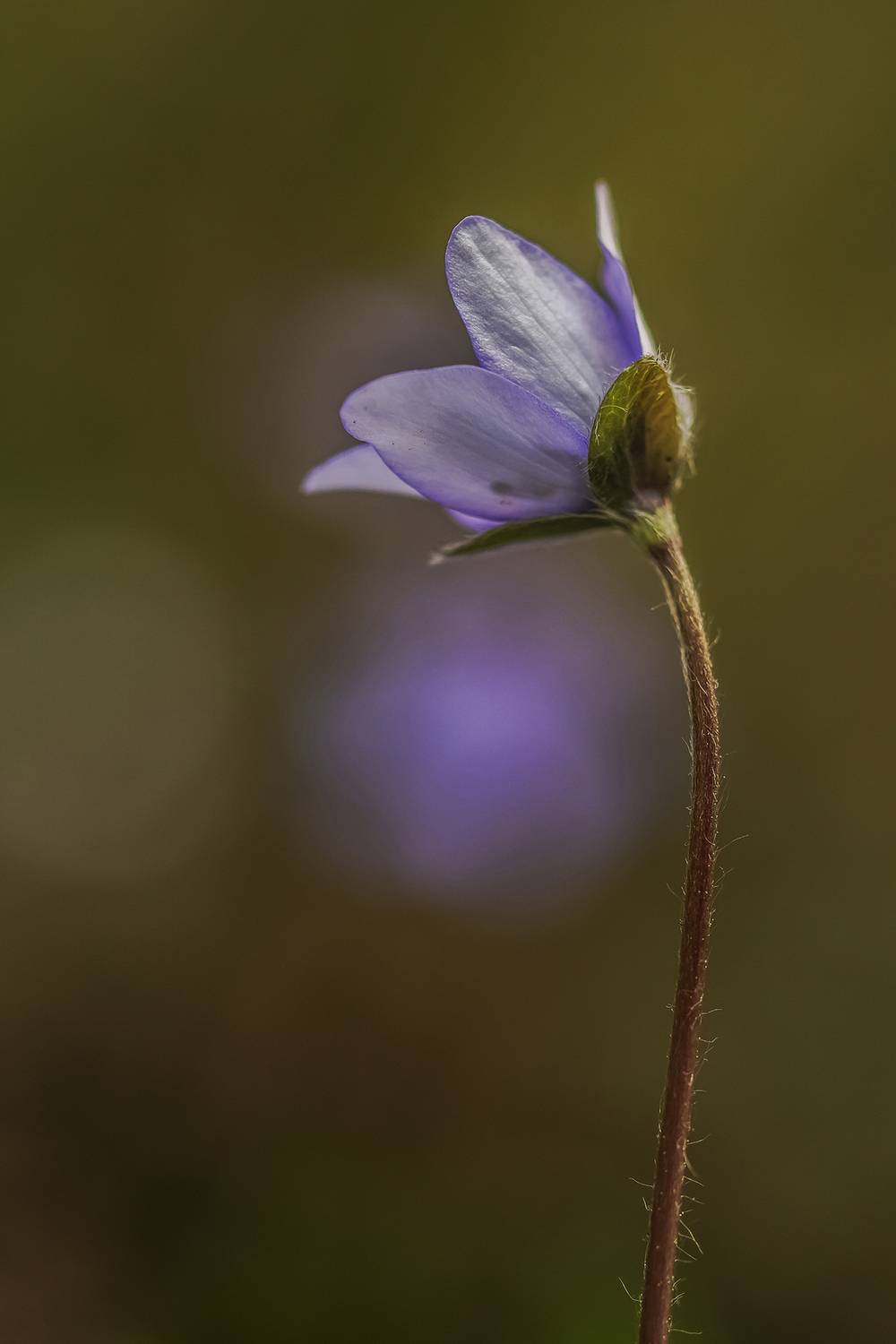 flower, close up, anemone, vegetable, bokeh, blossom, nature, Andr&eacute;s Emilio