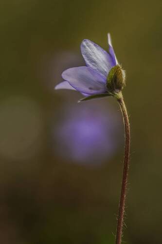Anemone hepatica