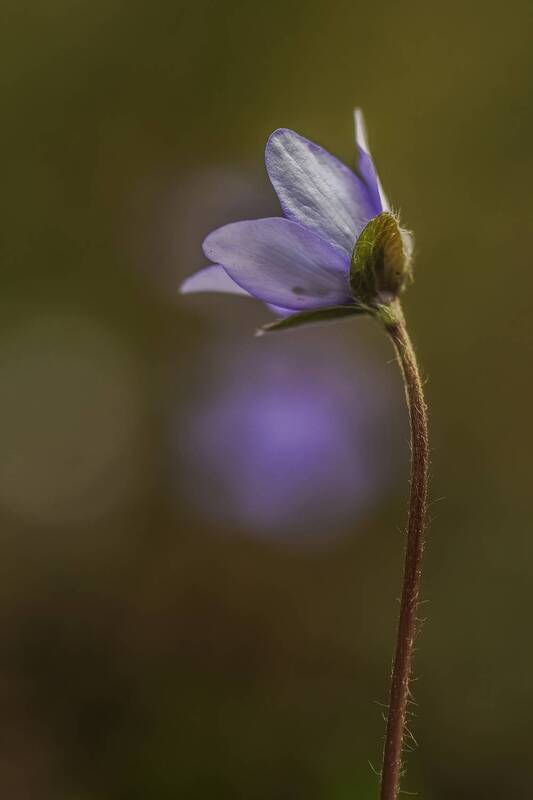 flower, close up, anemone, vegetable, bokeh, blossom, nature Anemone hepatica фото превью