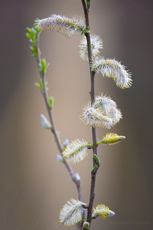 Весна! фото превью
