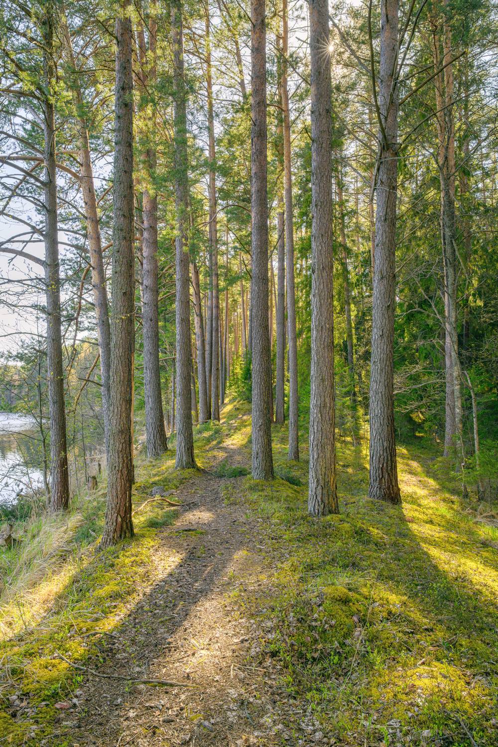 forest, fir, road, tree, day, sunlight, light, nature, landscape, spring, moss, pine, evening, Андрей Козлов