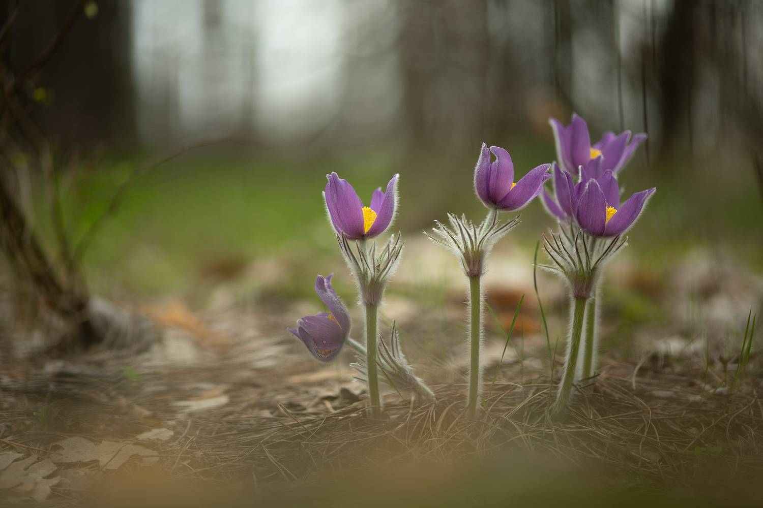 сон трава, сон, утро, первоцветы, воронеж, апрель, nikon d 850, carl zeiss makro-planar t* 100mm f/2 zf., геннадий мещеряков, позитив, красота, макро, Мещеряков Геннадий