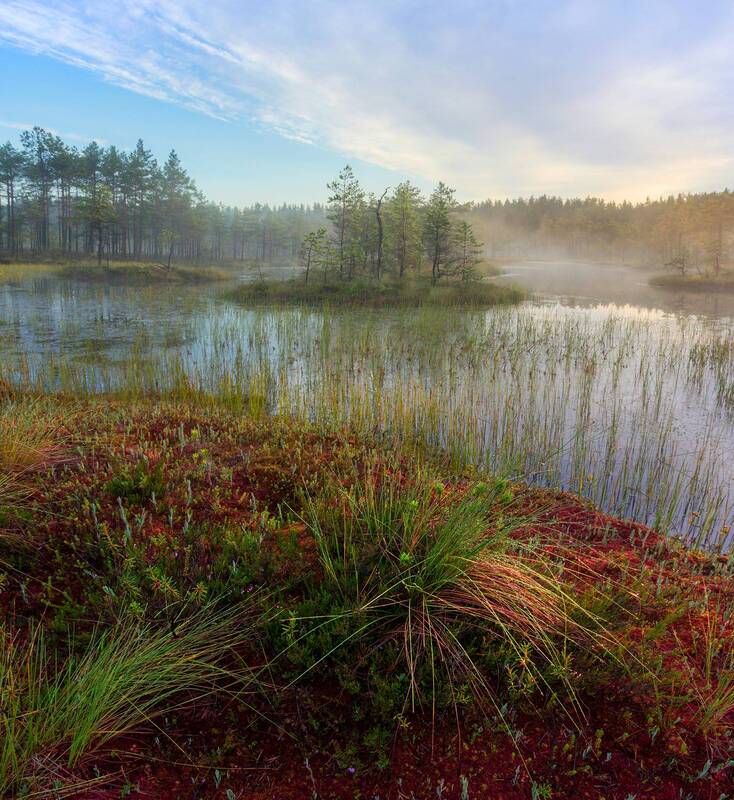 болото, карелия, природа, рассвет, туман Утро на болоте фото превью
