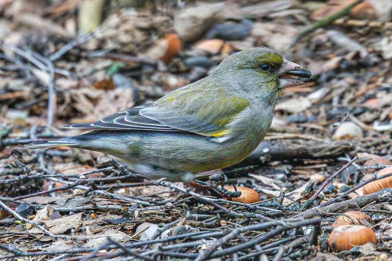 зеленушка  фото превью