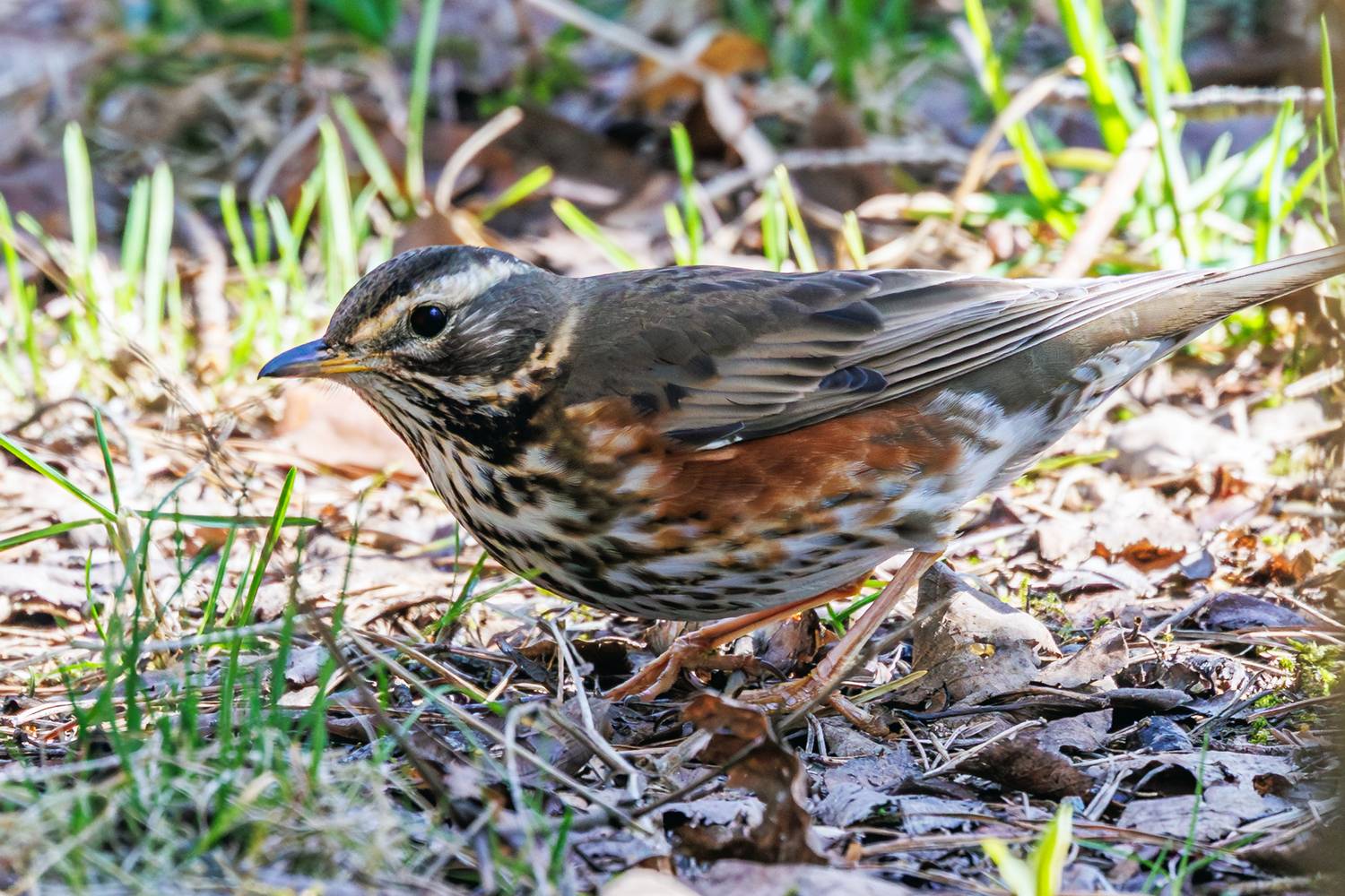 белобровик, Алексей Волков