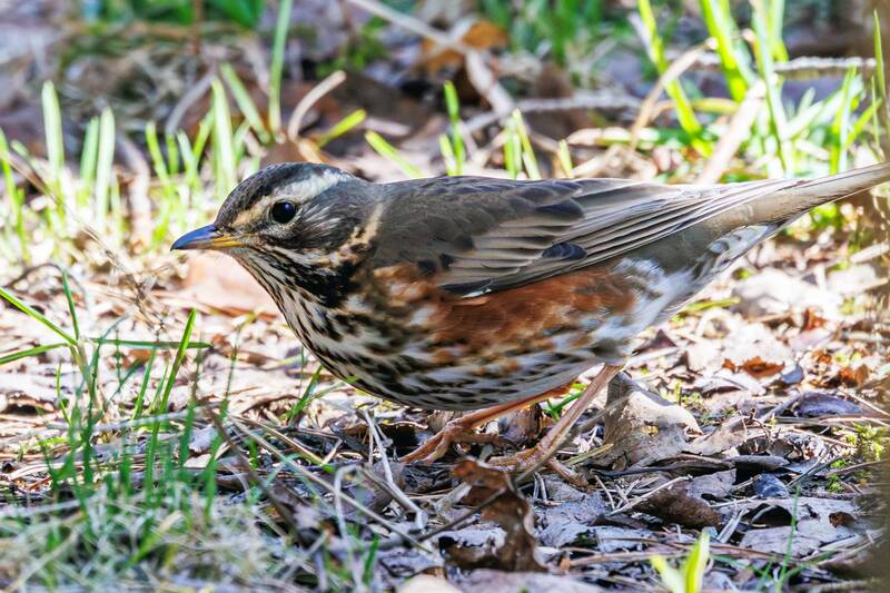 белобровик  фото превью