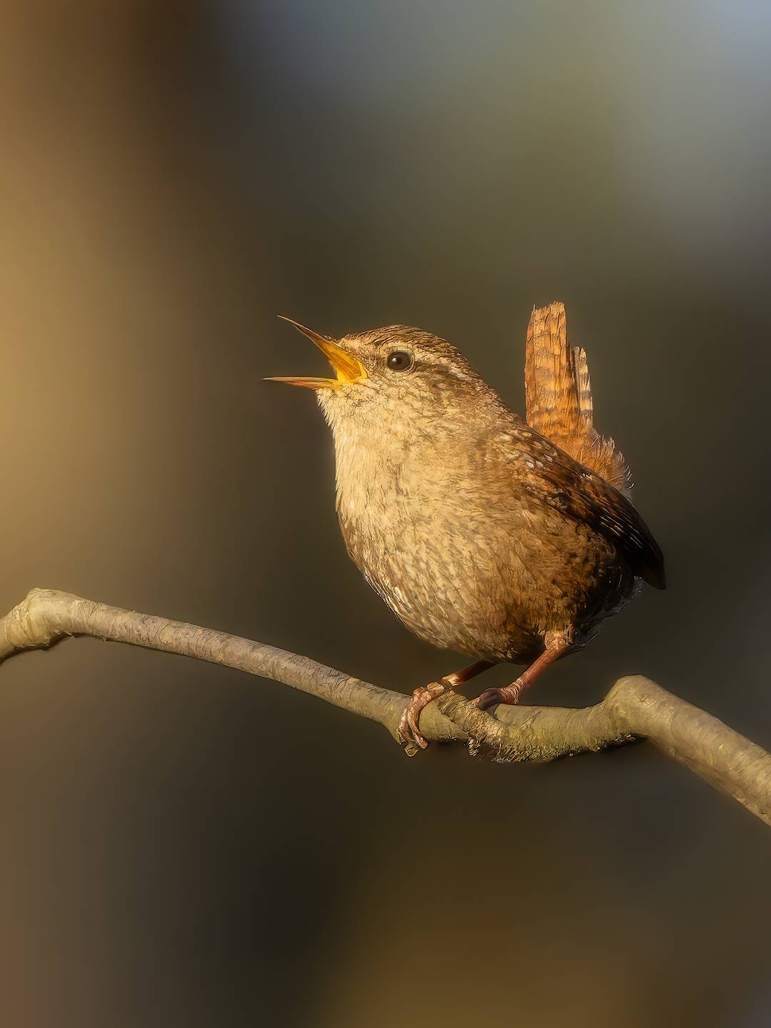 птички, фотоохота, крапивник, Марголин Алексей