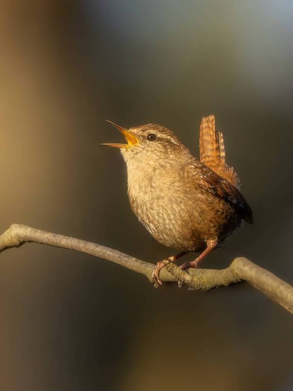 птички, фотоохота, крапивник *** фото превью
