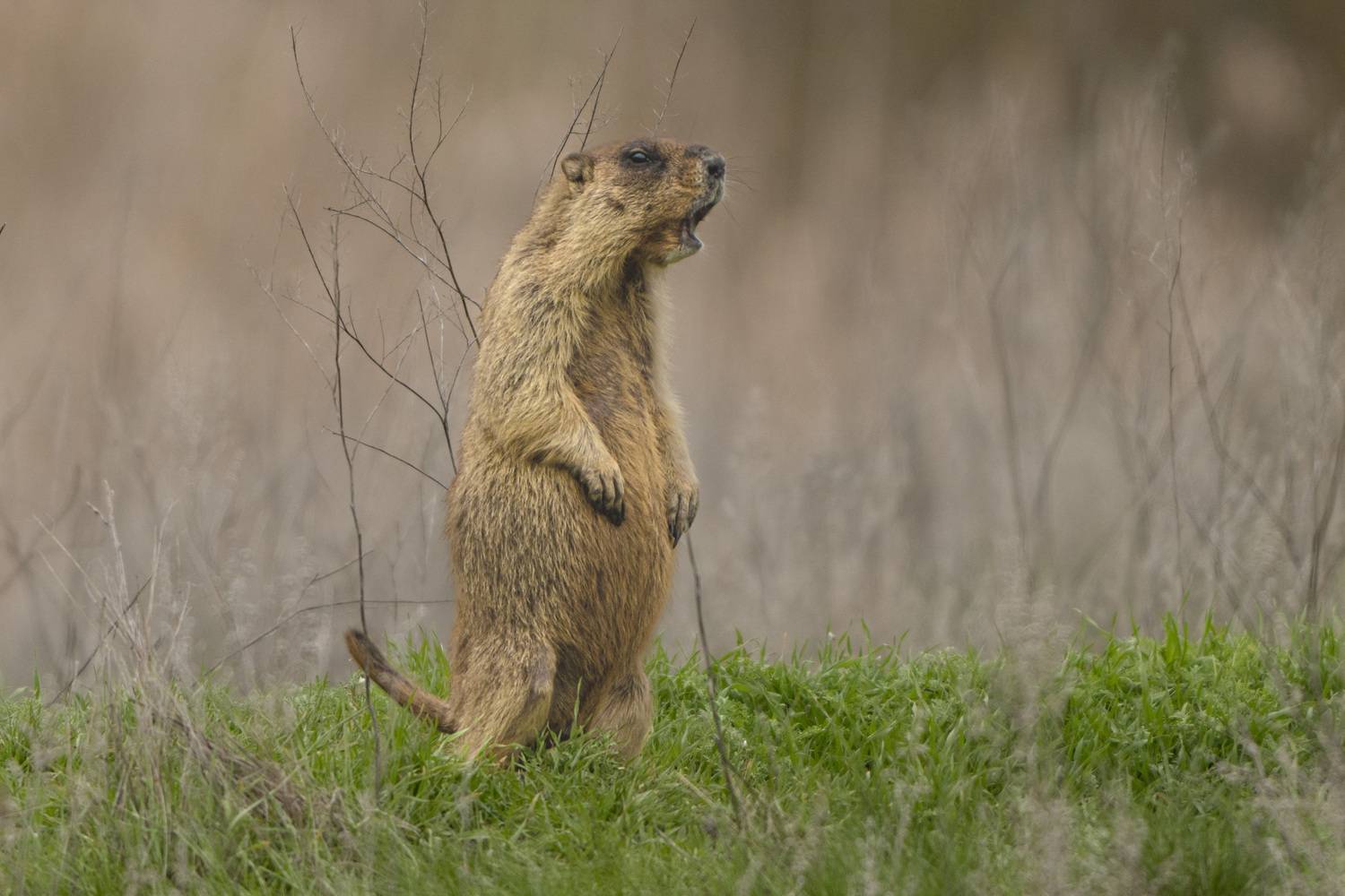 байбак, степной сурок, сурок, животные, Дейнекина Галина