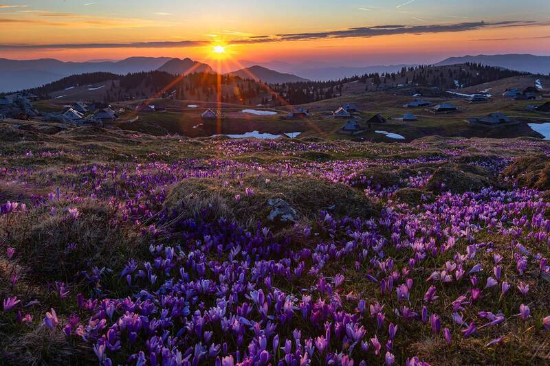 альпы, австрия, крокус, велика планина, словения, alps, avstria, slovenia, crocus, velika planina Дыхание весны фото превью