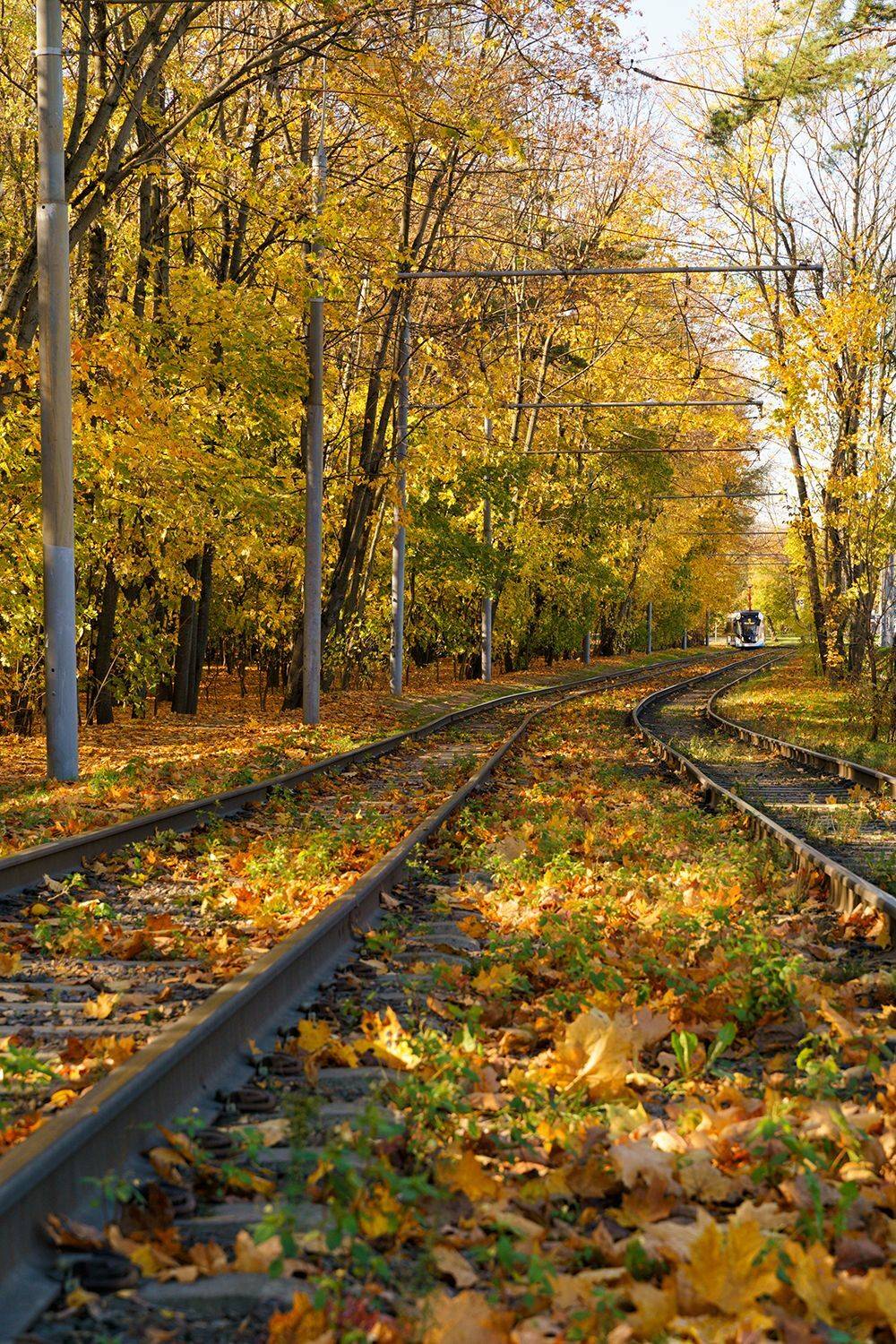 Россия, Москва, трамвай, осень, Лариса Дука