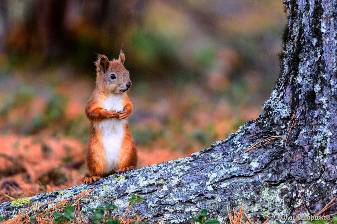 белка, осень, лес, янао, надым, Олег Сторожев
