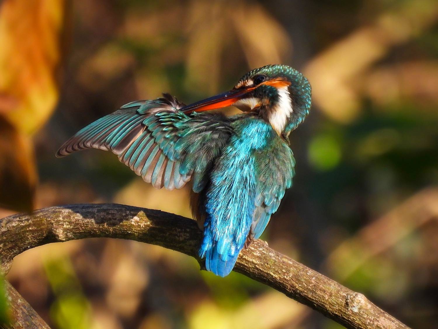 , Лесина Елена