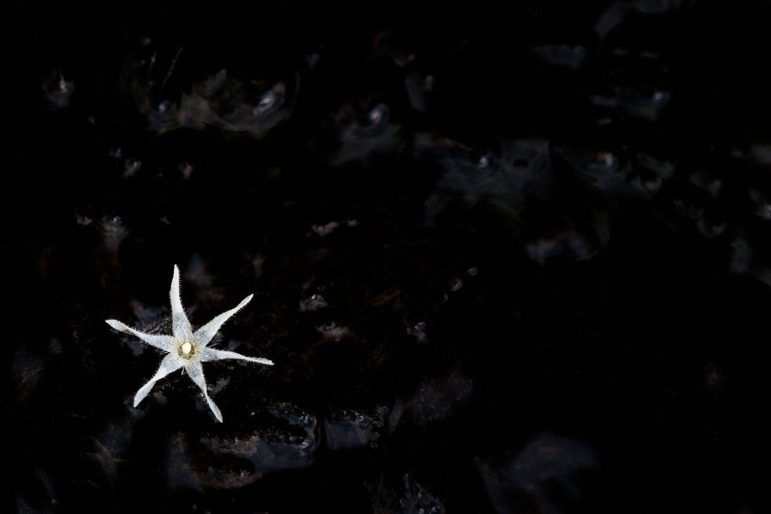 , Кузнецов Дмитрий