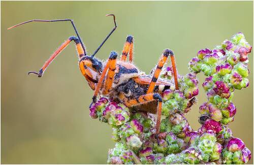 Клоп (Rhynocoris punctiventris)