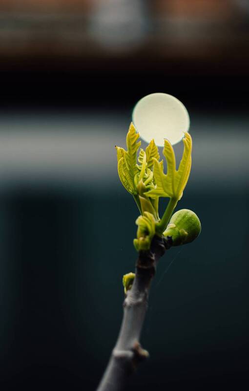 весна, апрель, дерево, инжир, смоковница, фига, рост, жизнь, мануальная_оптика, гелиос_44_2, керчь, крым, россия Керченская смоковница. фото превью