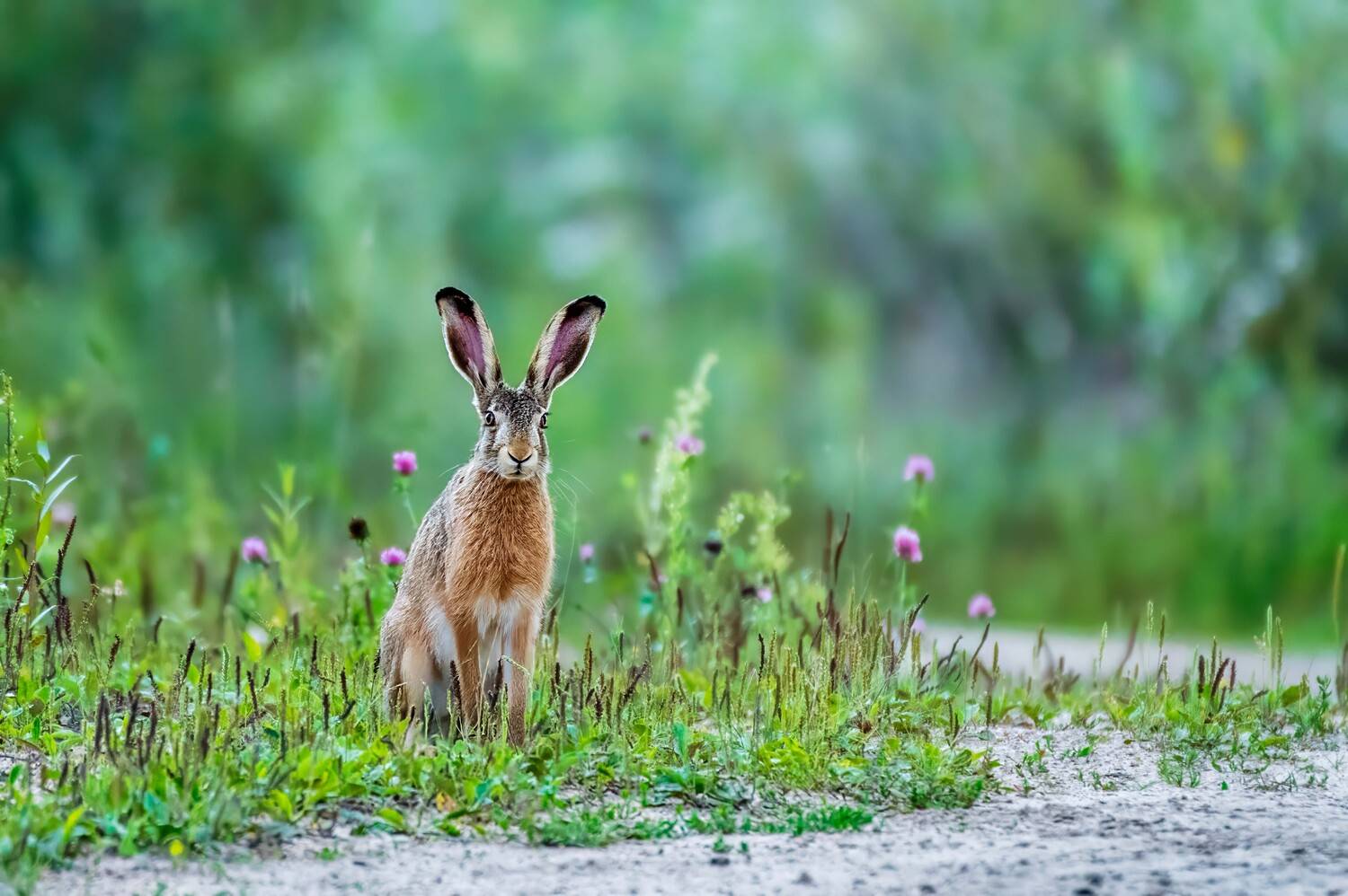 , Павел Ныриков