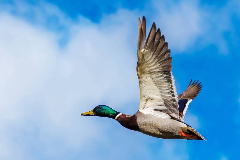 кряква  фото превью