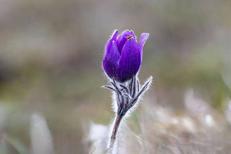 Сон-трава фото превью