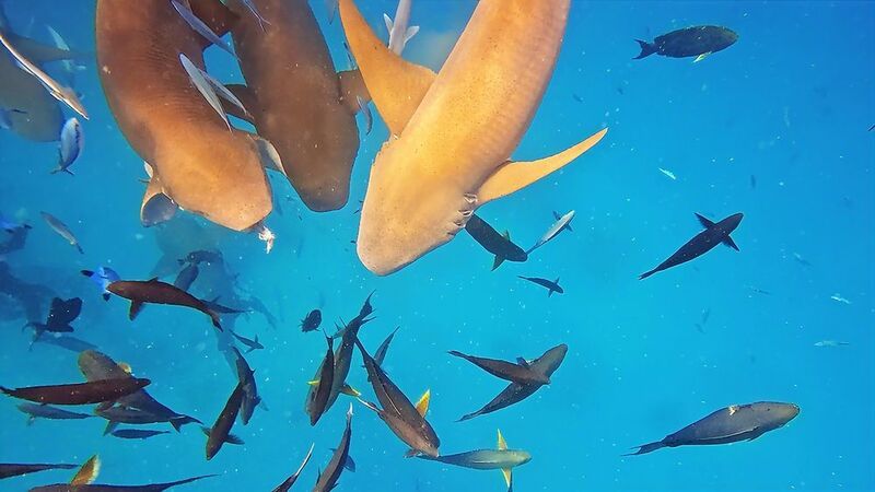 Ржавые акулы няньки  фото превью