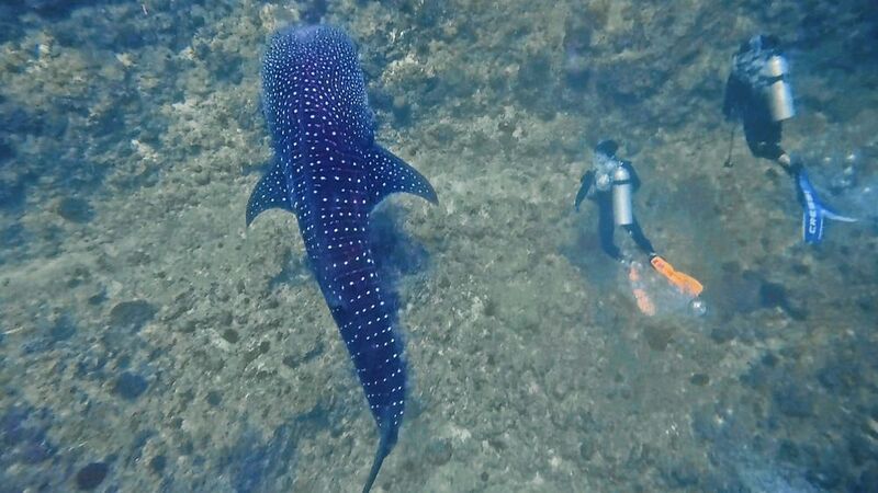 Китовая акула  фото превью