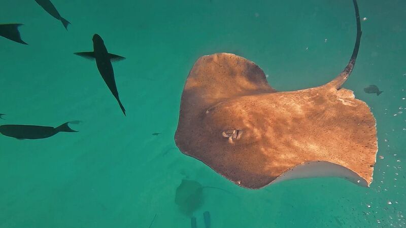 Скат хвостокол  фото превью