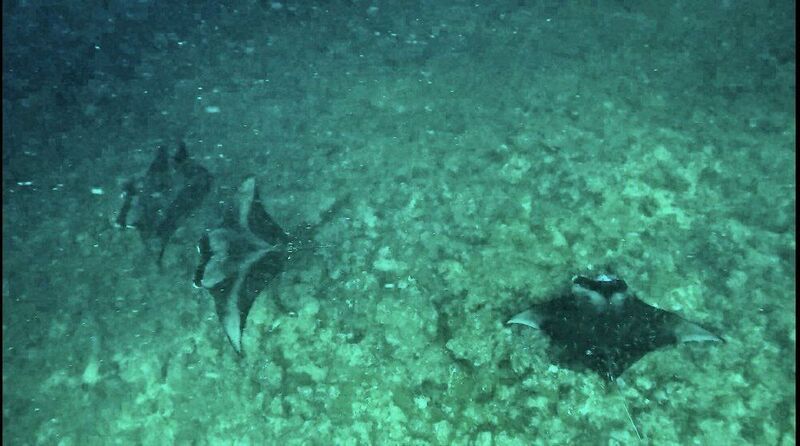 Скаты манты  фото превью