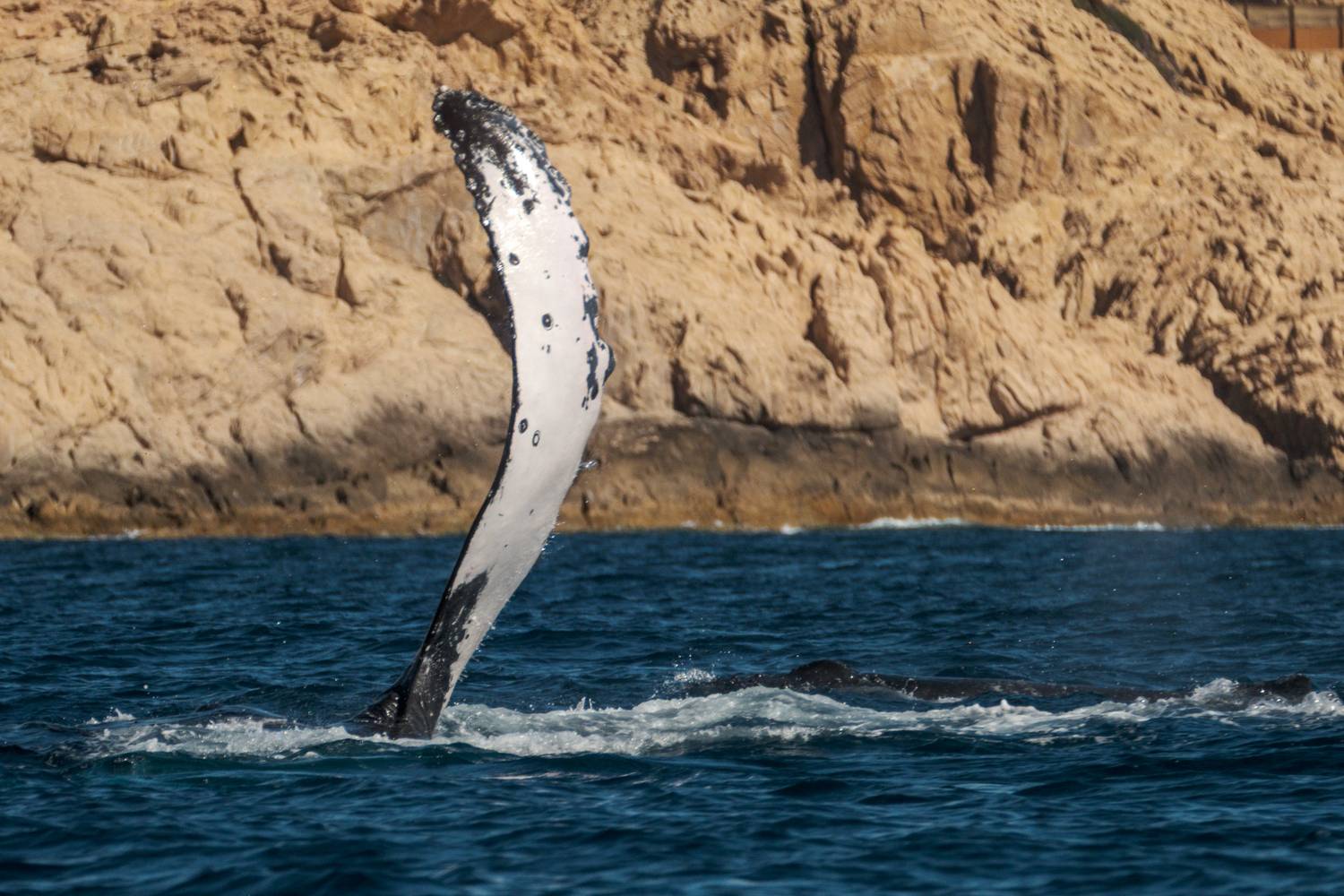 , Денис Семенов