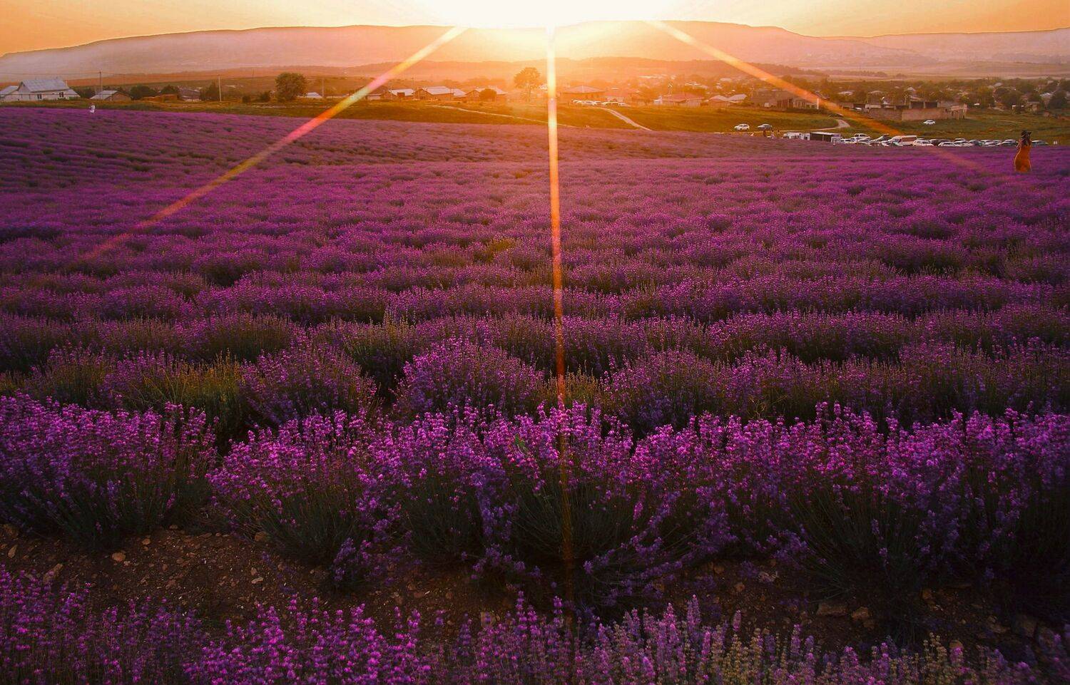 , Орлова Ксения