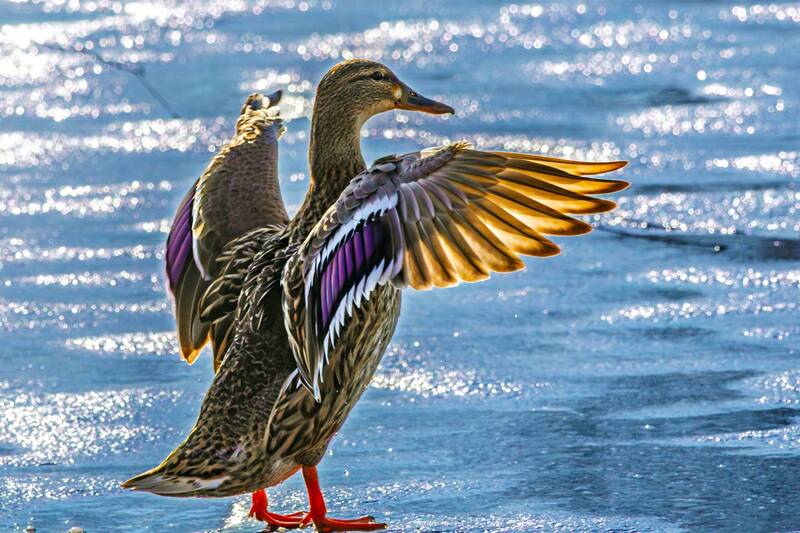 кряква  фото превью