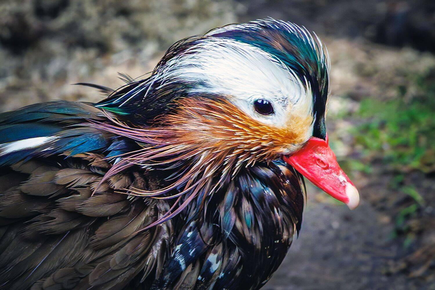 Мандаринка, Алексей Волков