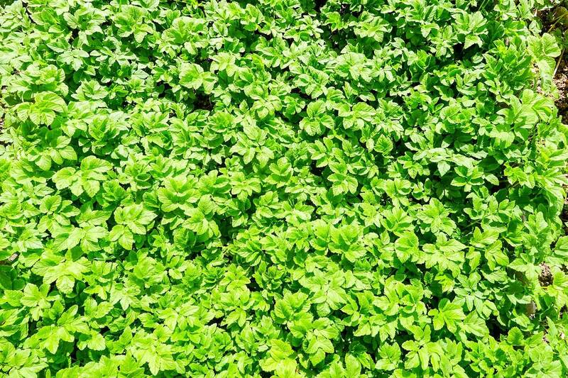 Апрельский ковёр фото превью