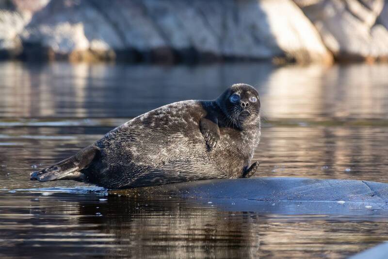 нерпа, кольчатая, детеныш, ладога, апрель Малыш фото превью