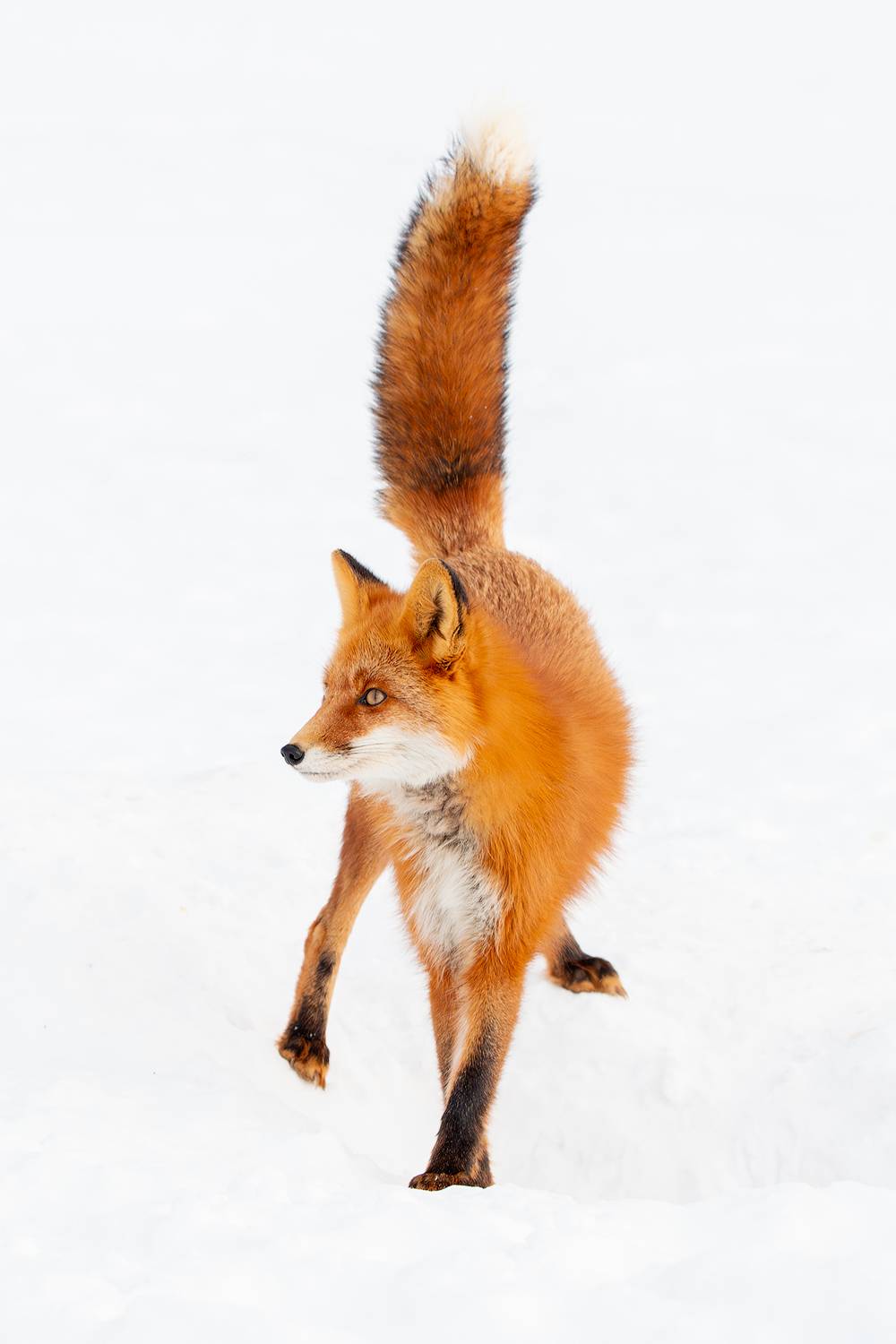 камчатка, Будьков Денис