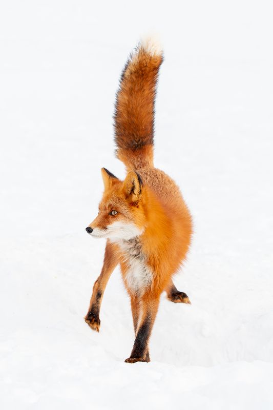 камчатка Хвост трубой фото превью