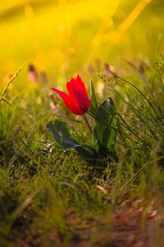 кыргызстан Аленький цветочек фото превью