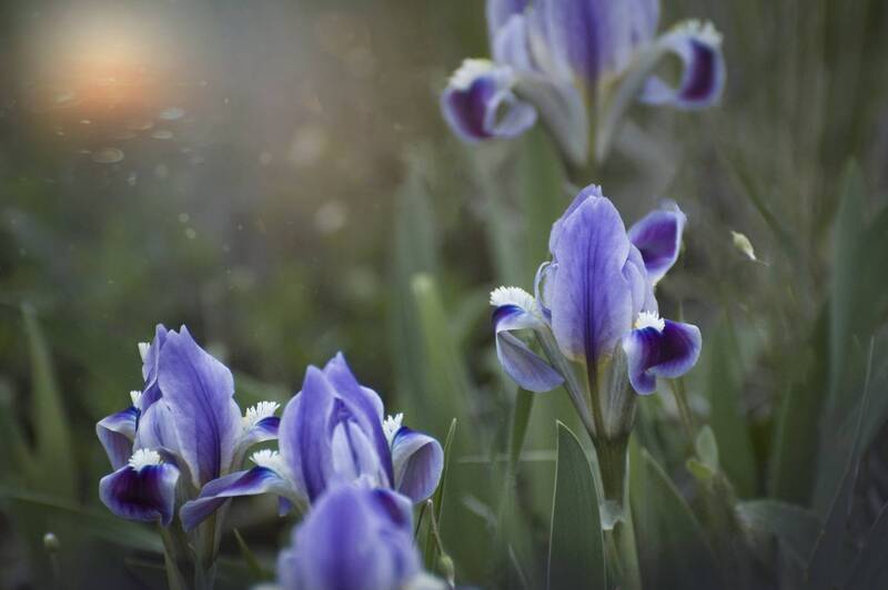 На весенних полях фото превью