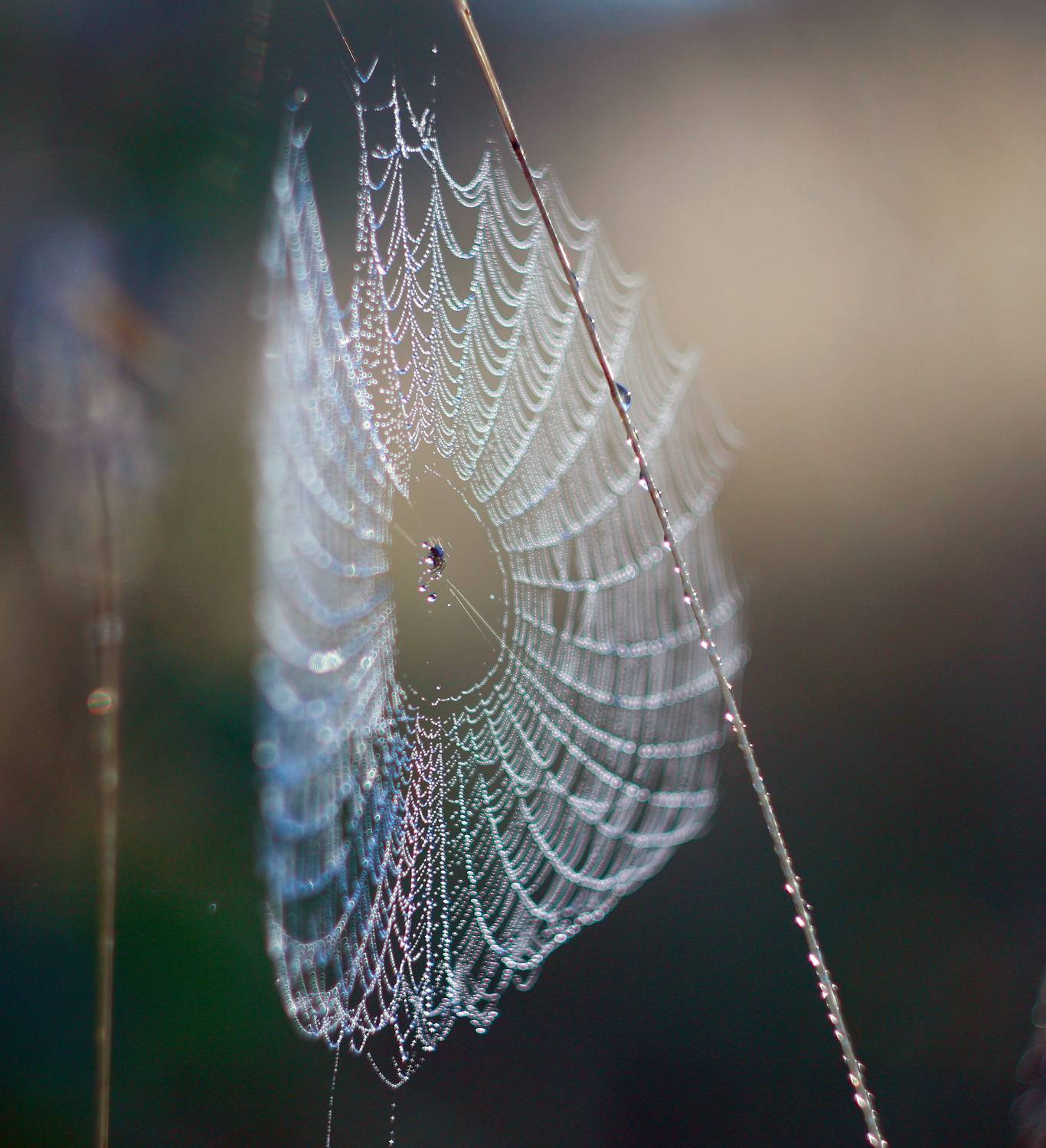 паутинка, роса, осень, Свистков Александр