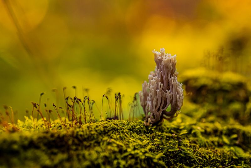 природа Картинки из леса фото превью