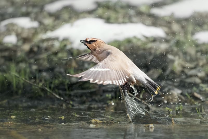 Весенние купания по пути домой, на север. Свиристель (Bombycilla garrulus) фото превью